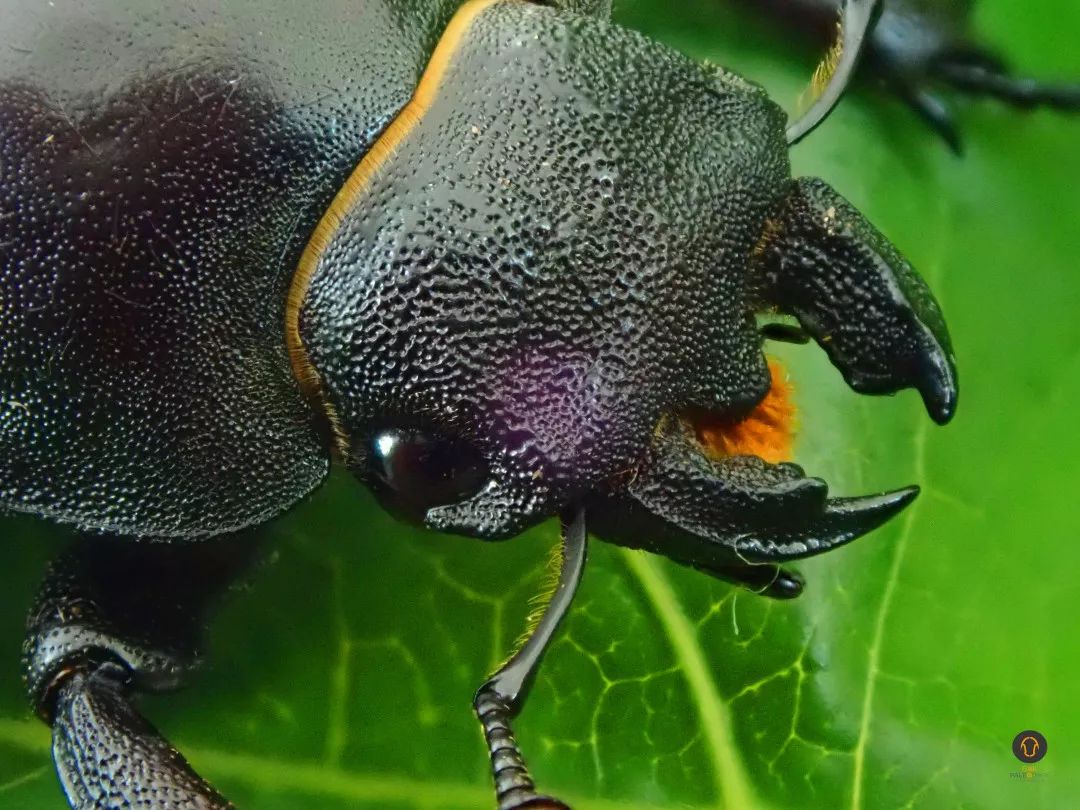 妈妈您要锹甲还是螳螂