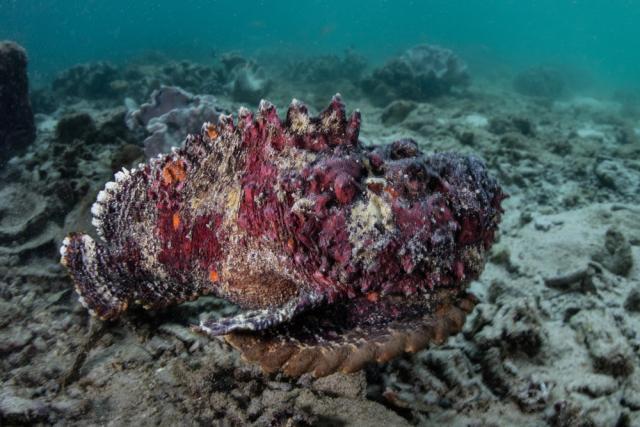 世界上最危险的10种海洋生物