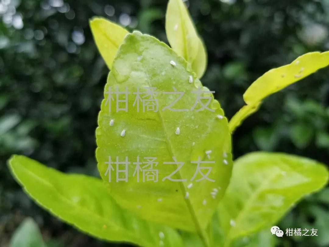 柑橘白粉病是什么原因(柑橘白斑病图片)