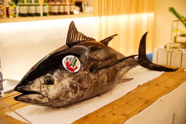 鱼届lv巨星级蓝鳍金枪开鱼秀霸气登陆鱻一