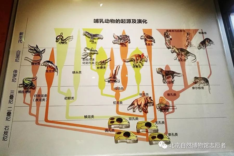 说说重新开放的古哺乳动物展厅