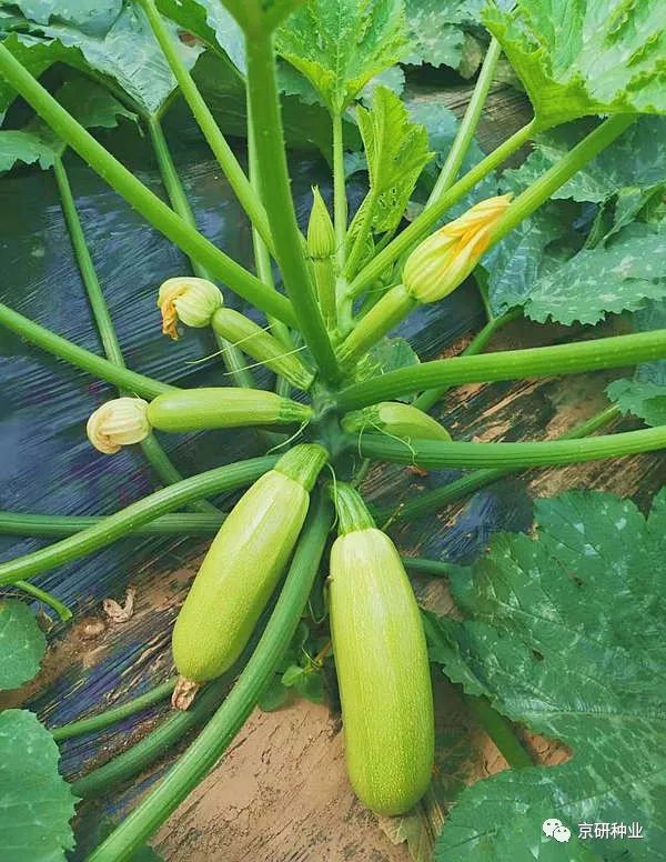 行业典范品质先驱京研抗病高产西葫芦助力丰收
