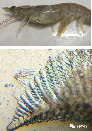 1,鳃丝水肿对虾鳃部常见问题一正常鳃