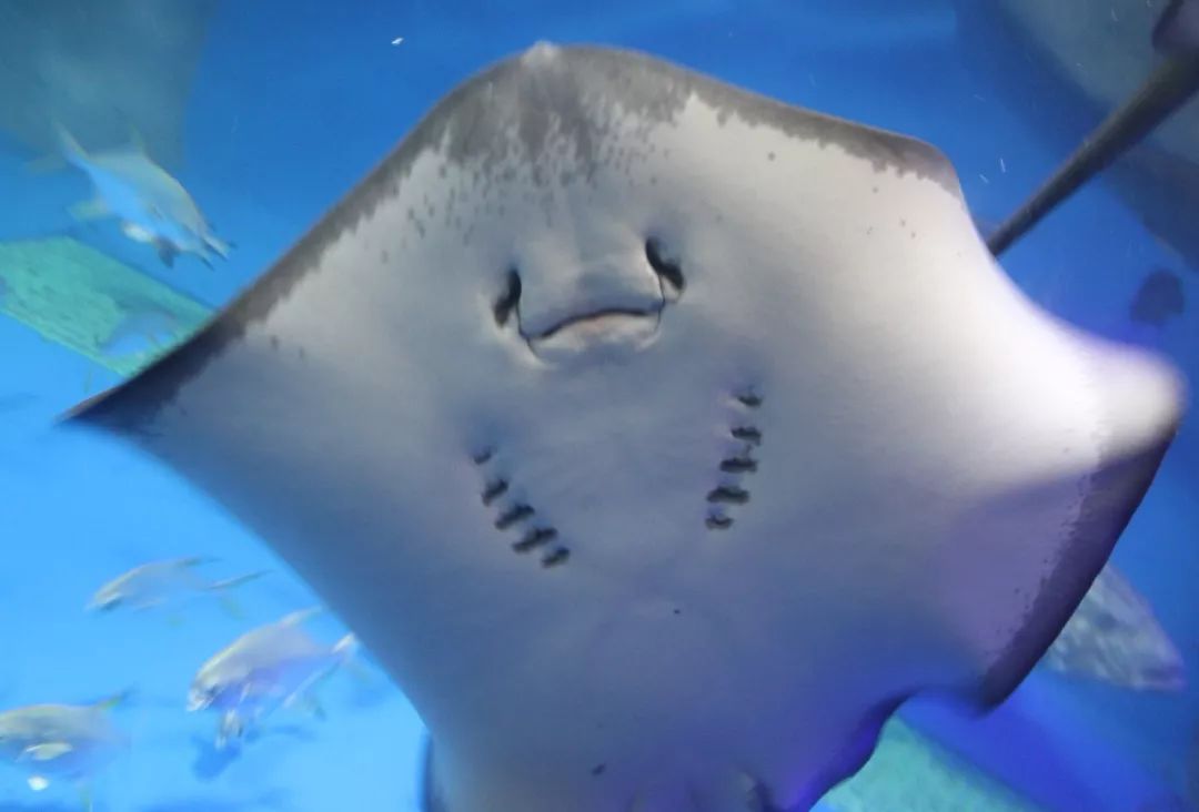 科普凶猛的鲨鱼竟有个呆萌的亲戚