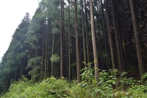 天然氧吧康養聖地黑寶山森林康養度假區