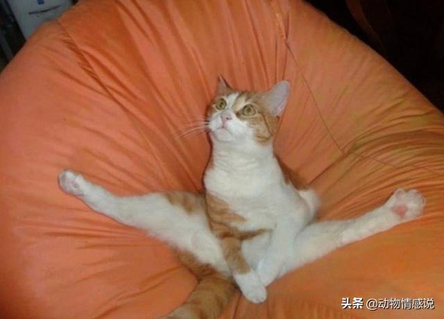 没点瑜伽功夫这动作弄不出来.这只猫像个八爪鱼,趴在地上吃着猫粮.