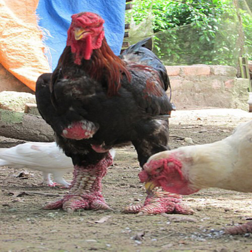 越南的大腿鸡腿有碗口粗在市场上卖出了天价