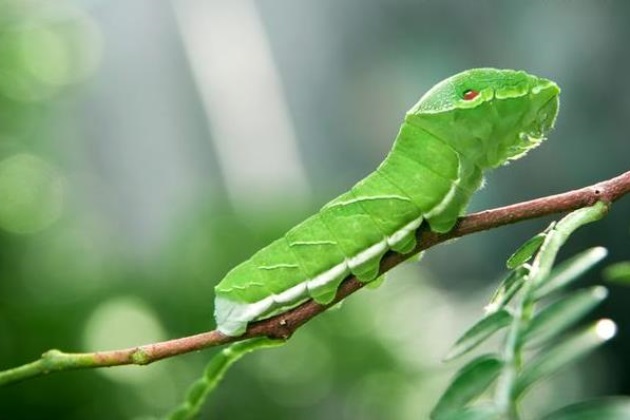 七零八零后的记忆,蔬菜背后的"猪儿虫"