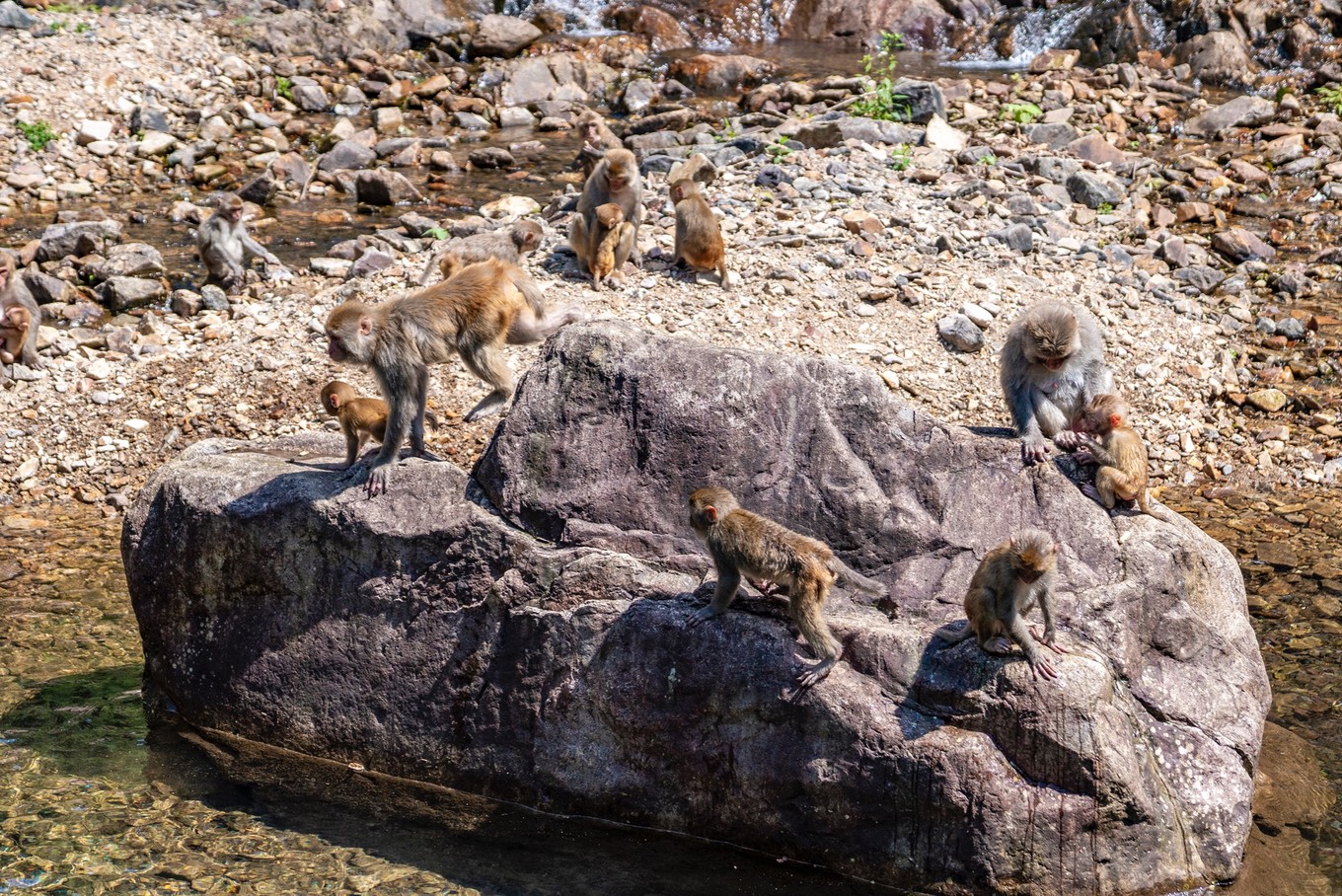 原始森林中的猴王谷干净温顺惹人爱比峨眉山的猴子乖多了