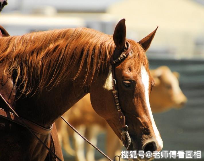 什麼月份的屬馬人生下來就是富貴命一輩子福氣深厚享福不盡