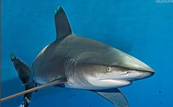 远洋白鳍鲨爱尾随的海洋恐怖分子