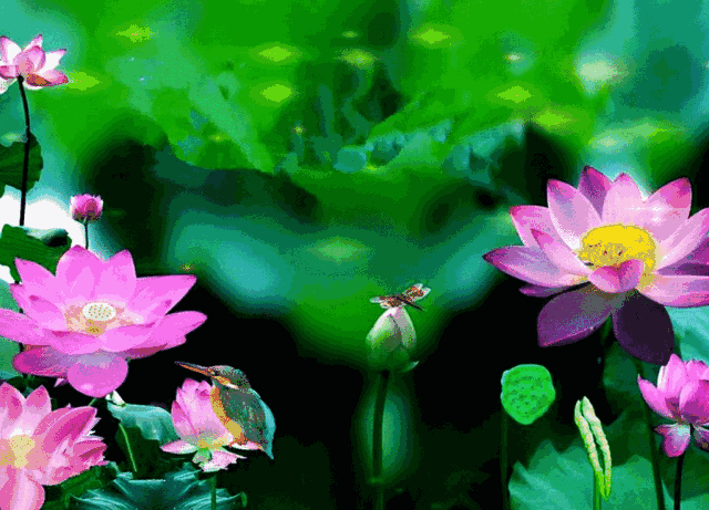 640_461gif 动态图 动图