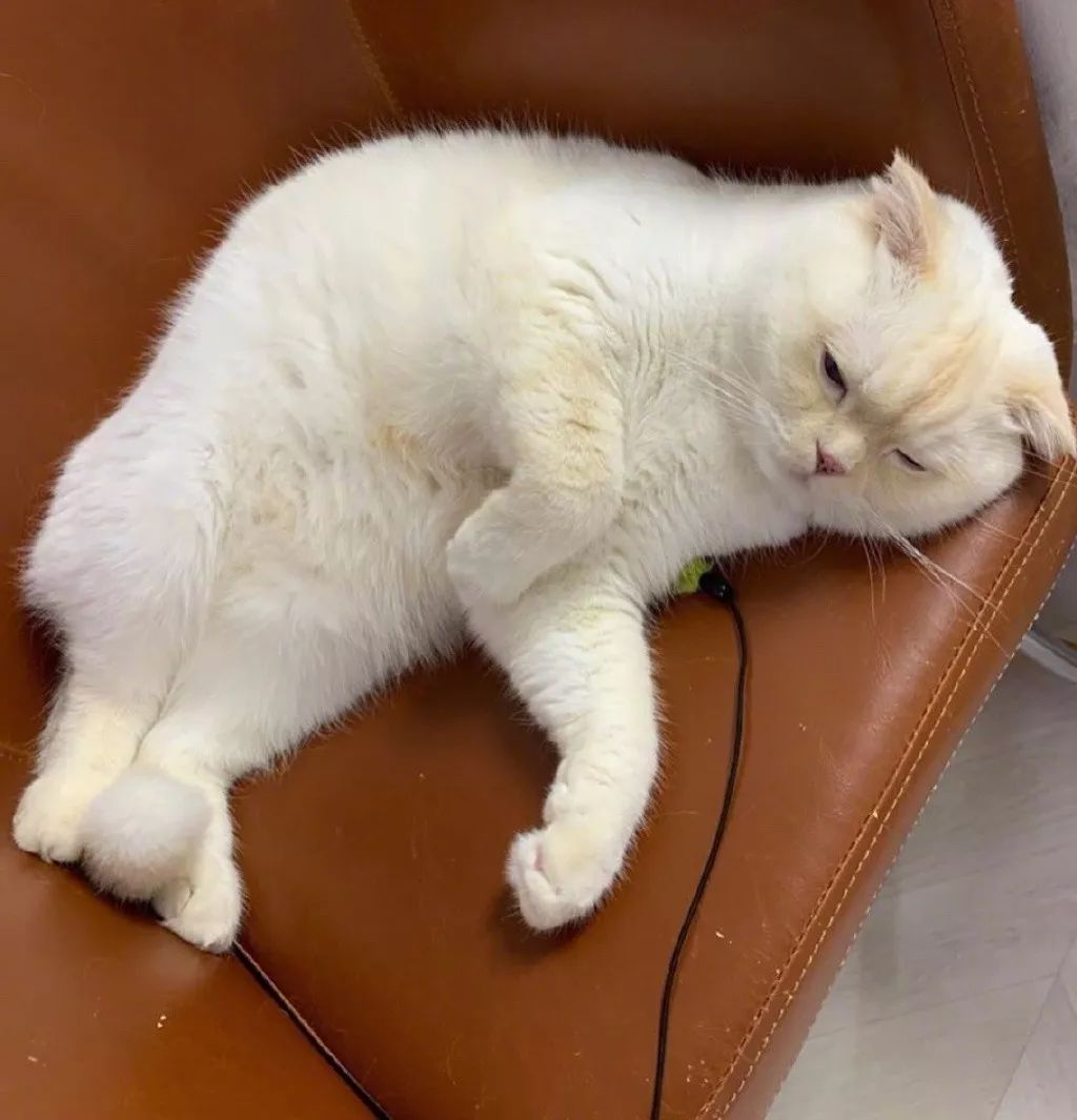 这只喵整天都是睡不醒的样子像极了上班时的你