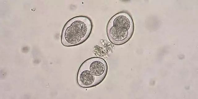 寄生位置:犬猫的小肠和大肠黏膜的上皮细胞内传播途径:食入被球虫卵囊