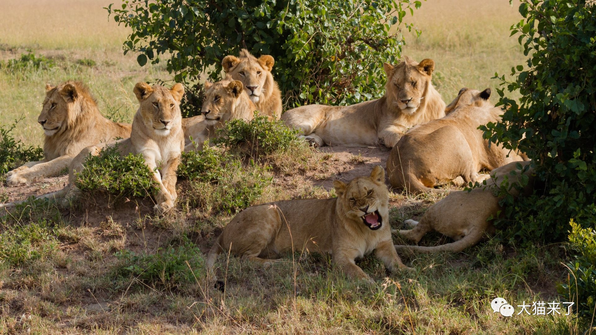 狮子都过着群居生活科学家发现数十只独居狮习性类似老虎