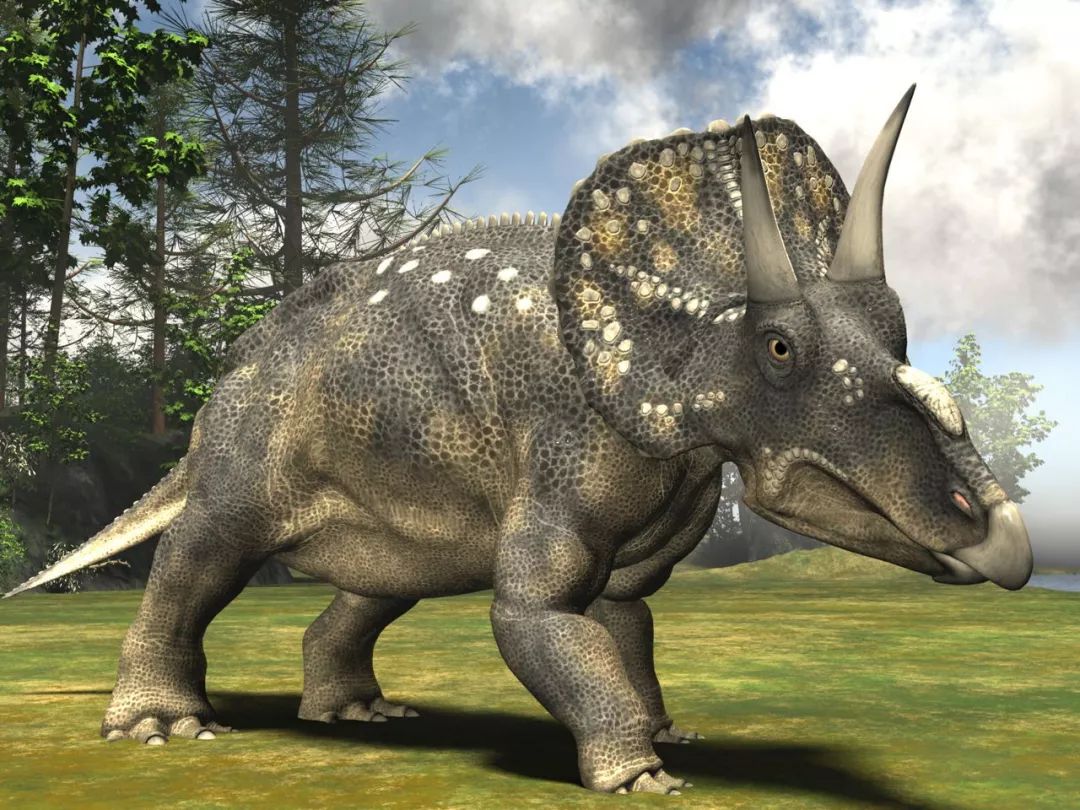 第一个三角龙化石是在哪里发现的?角龙类的起源地是哪里?