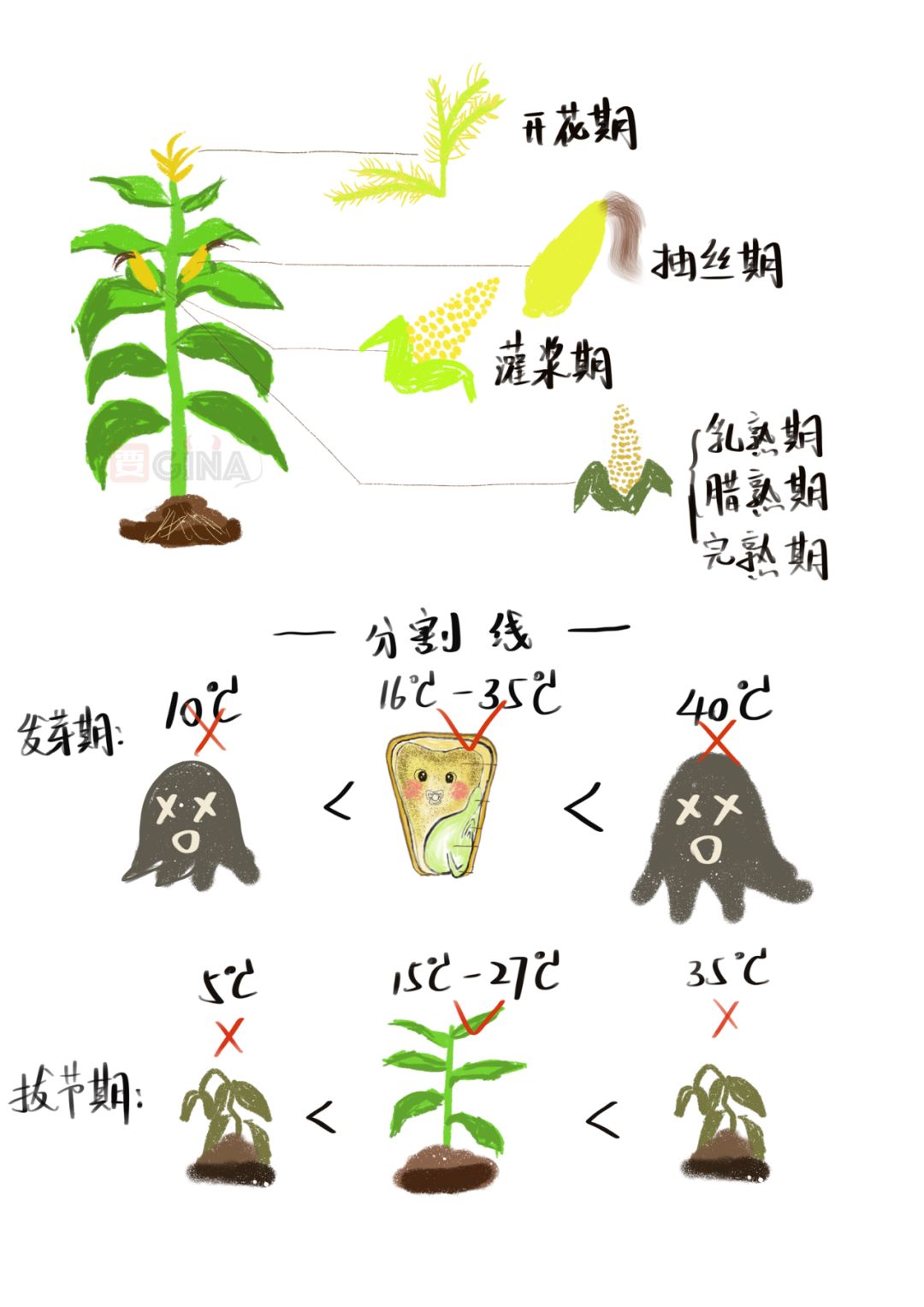 以下為嚴肅版:國際上對玉米生育時期的記錄為 vegetative stages 和