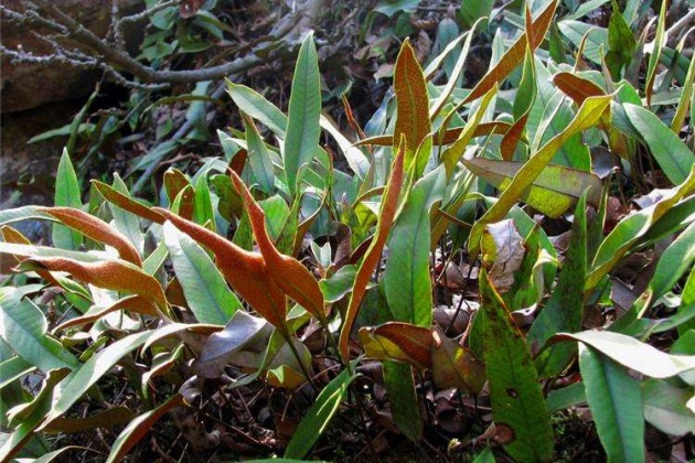 一枝箭 来自搜狐网