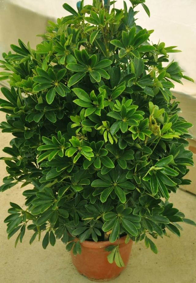 室内吸毒植物,你家有几种?