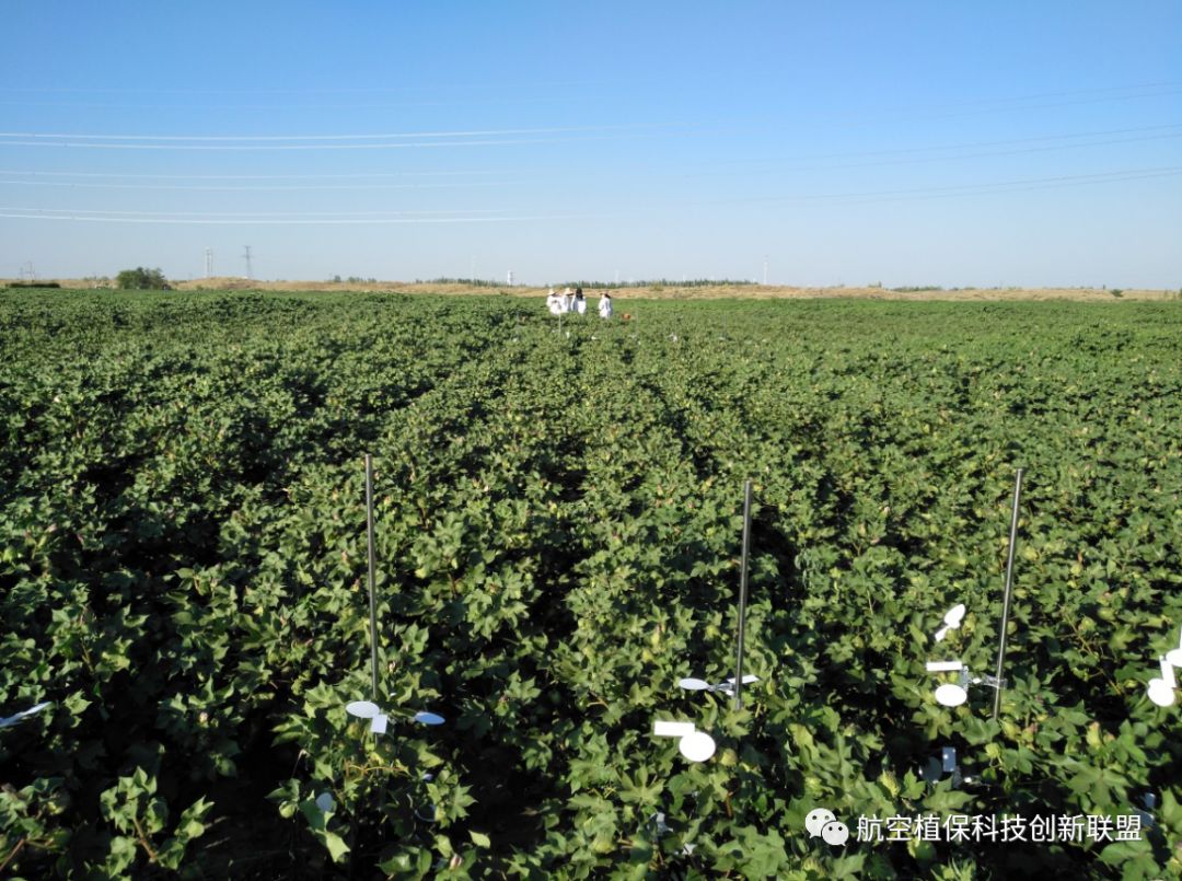 2019年航空植保聯盟棉花蚜蟲飛防試驗示範--新疆石河子站