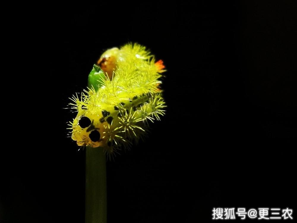 其实,俗称"蜇了毛"的洋辣子,在我国分布比较广泛,有农民说,"凡是种植