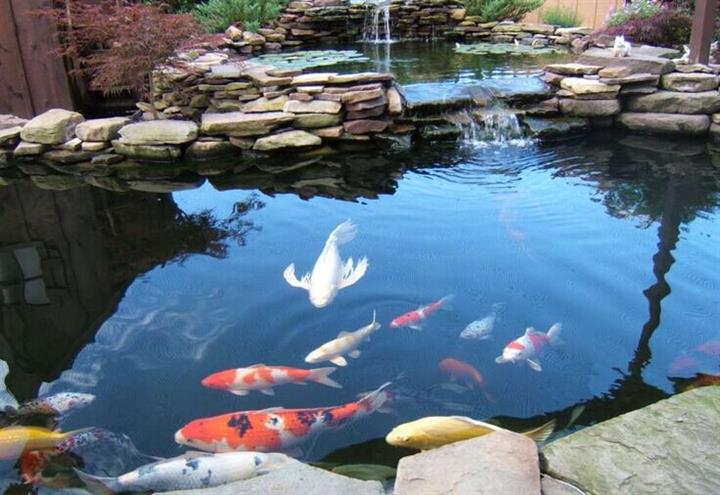 观赏鱼怎样发色才漂亮?