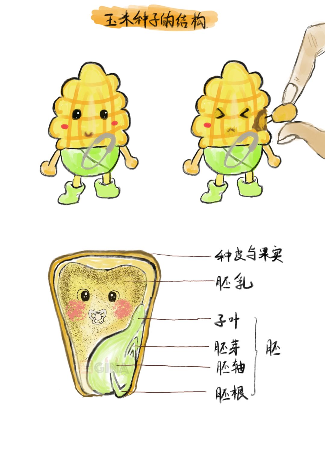轻松读漫画农产品基础知识系列之玉米的一生