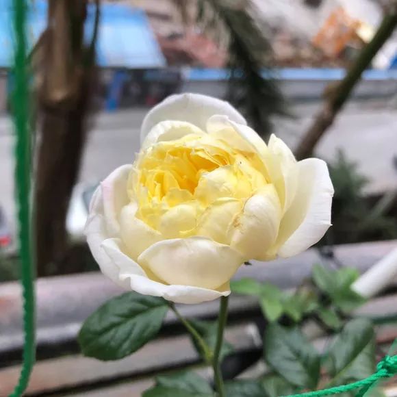 每日一花大赦国际月季花朵是柠檬黄色的