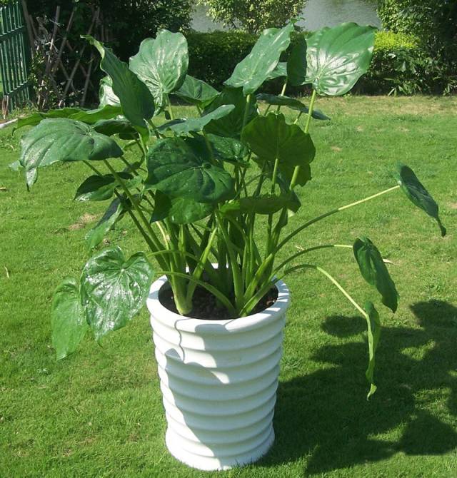 室内吸毒植物,你家有几种?