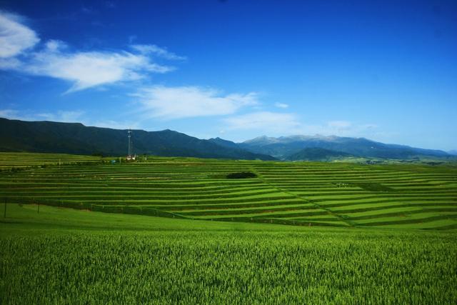 夏末初秋放眼望去美丽的乡间田野禾苗青水波漾绿色是整