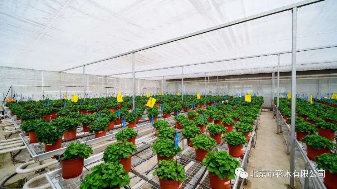 自2000年开始,北京市花木有限公司专注花卉种苗现代化生产技术研发和