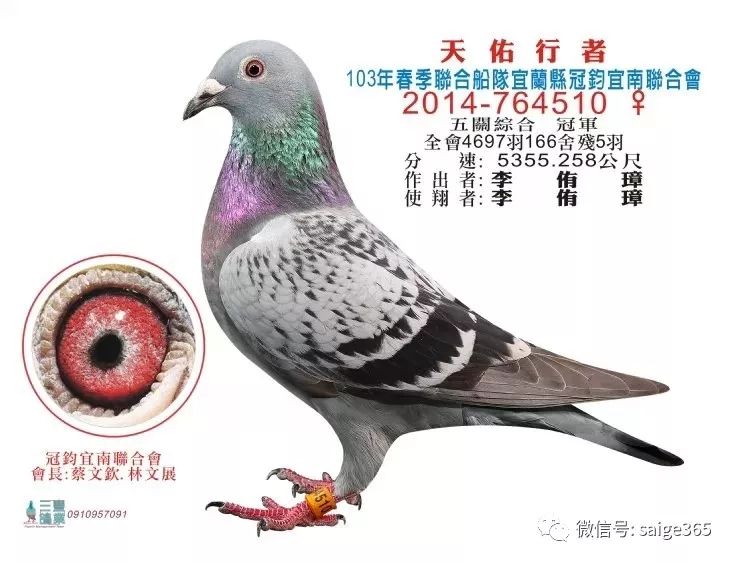 图集台湾冠军鸽欣赏海翔中的冠军