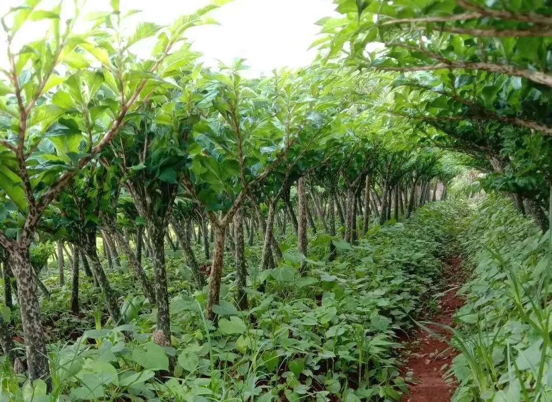 魔芋种植技术培训安排活动时间:2019年08月25日整天活动地点:曲靖市