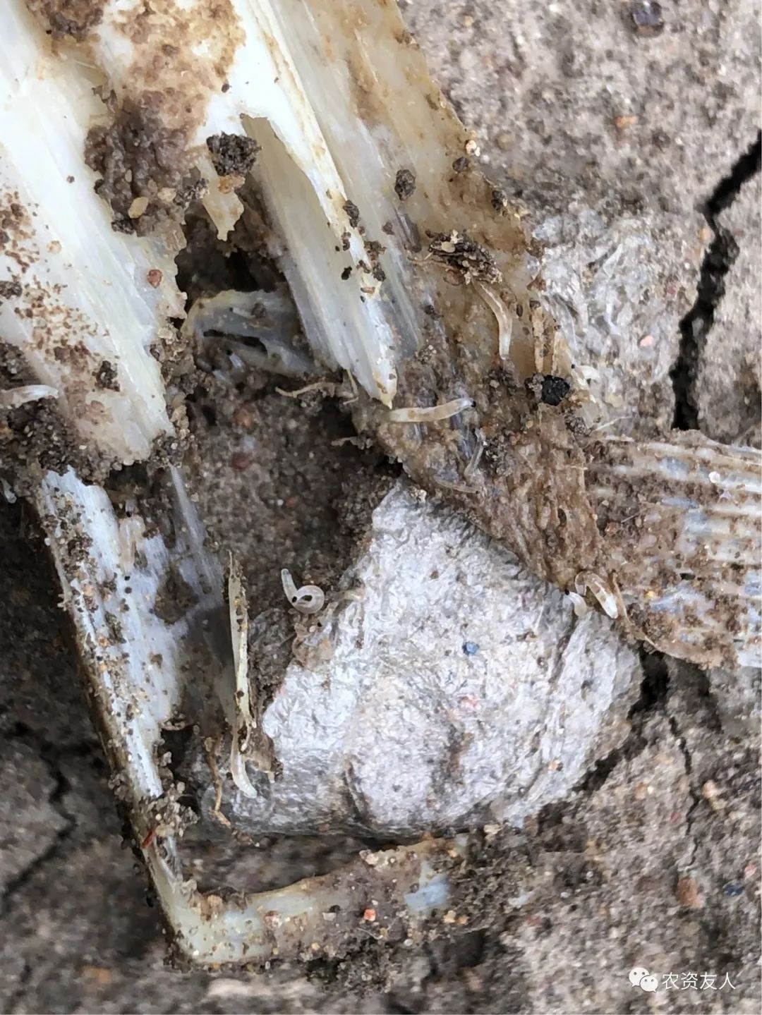 大葱葱蛆主要分为两种一种是地种蝇一种俗称黑头蛆