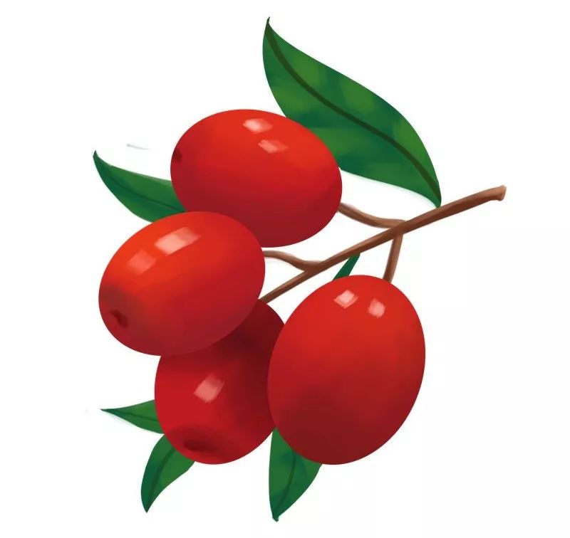 凤凰涅盘且看乐陵金丝小枣三变