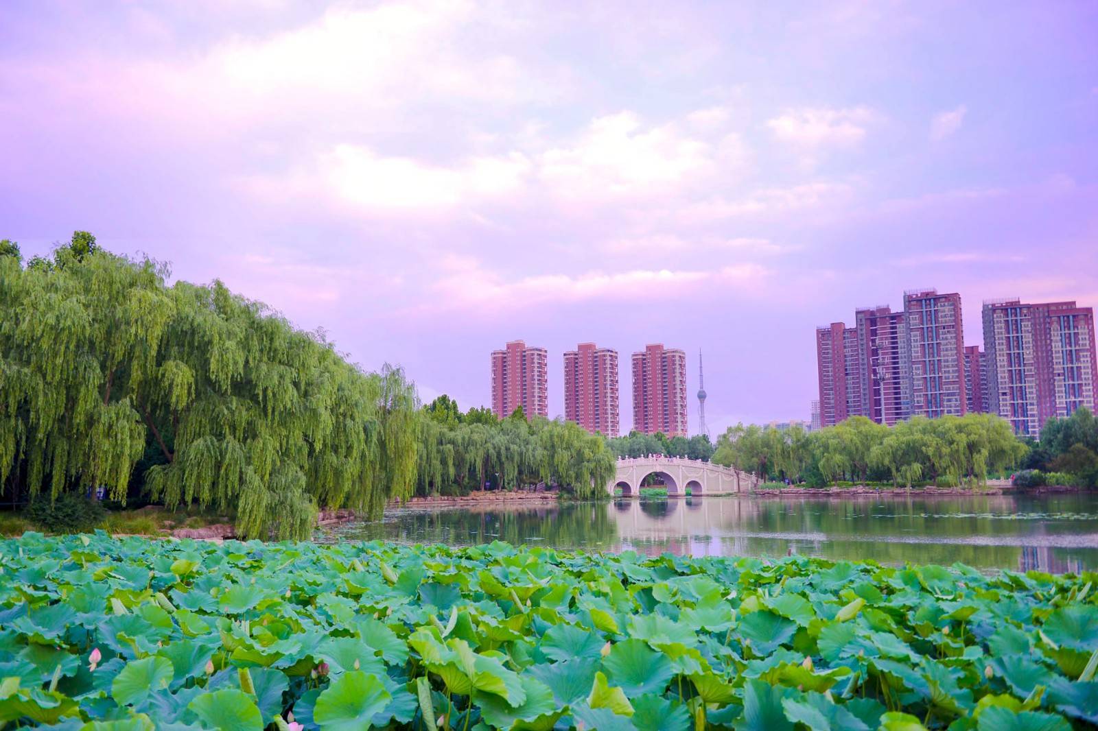 五洲湖的晚霞一,分享臨沂的五洲湖美景下面分享一下我拍的一些照片