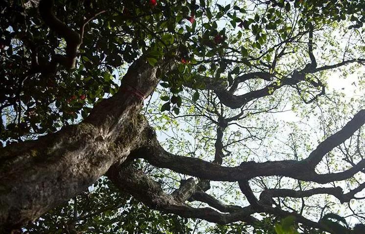 最珍稀的树全球仅一棵普陀山的普陀鹅耳枥