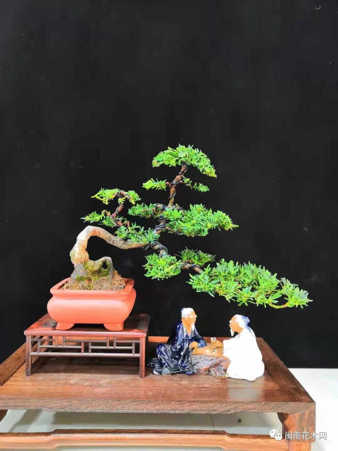 1000多盆~居家~盆景雀舌罗汉松——绿馨园花鸟盆景市场友鸣堂专卖店