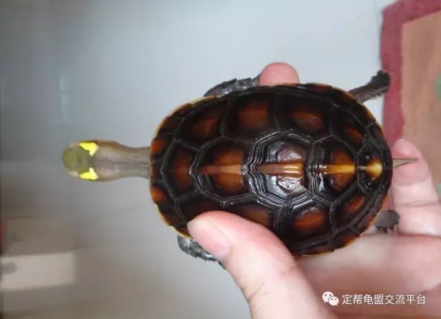 怎样鉴别黄缘龟