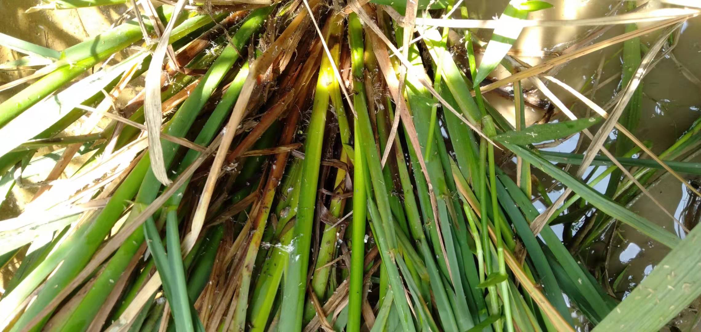 褐飞虱:这是一季稻和晚稻为害最为严重的害虫之一,褐飞虱属于迁飞性