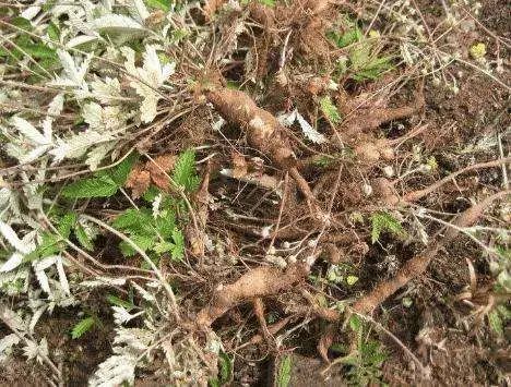 宁远农村这种野草,20年前没人要,现在150元一斤!_鸡爪