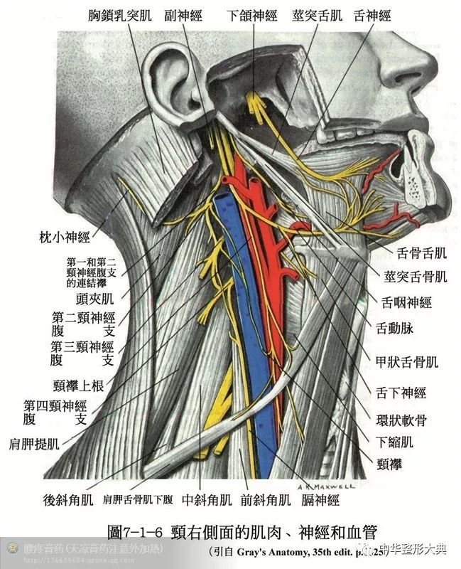 人體解剖之骨骼肌肉套圖收藏篇