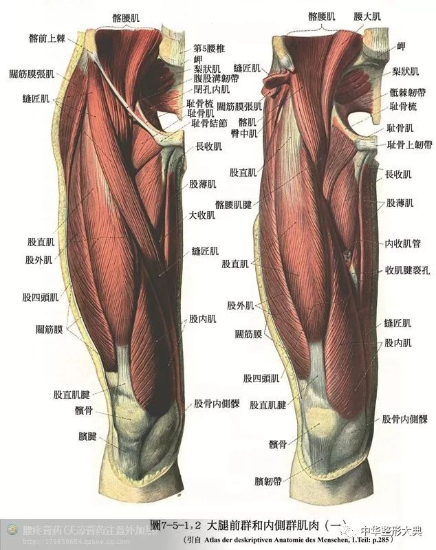 大腿肌肉横断位解剖图图片