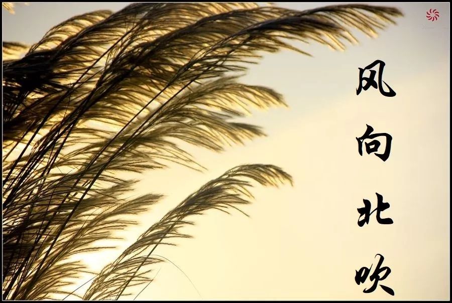 李岱基风向北吹