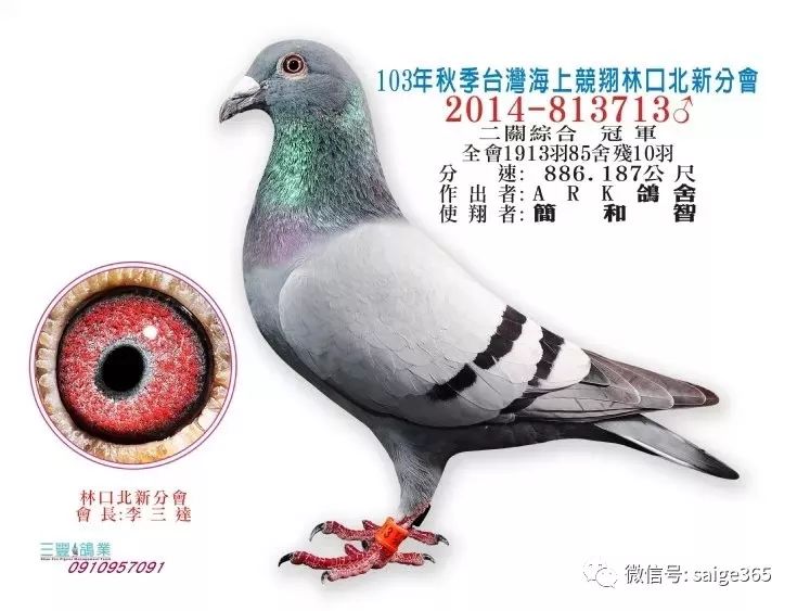 图集台湾冠军鸽欣赏海翔中的冠军