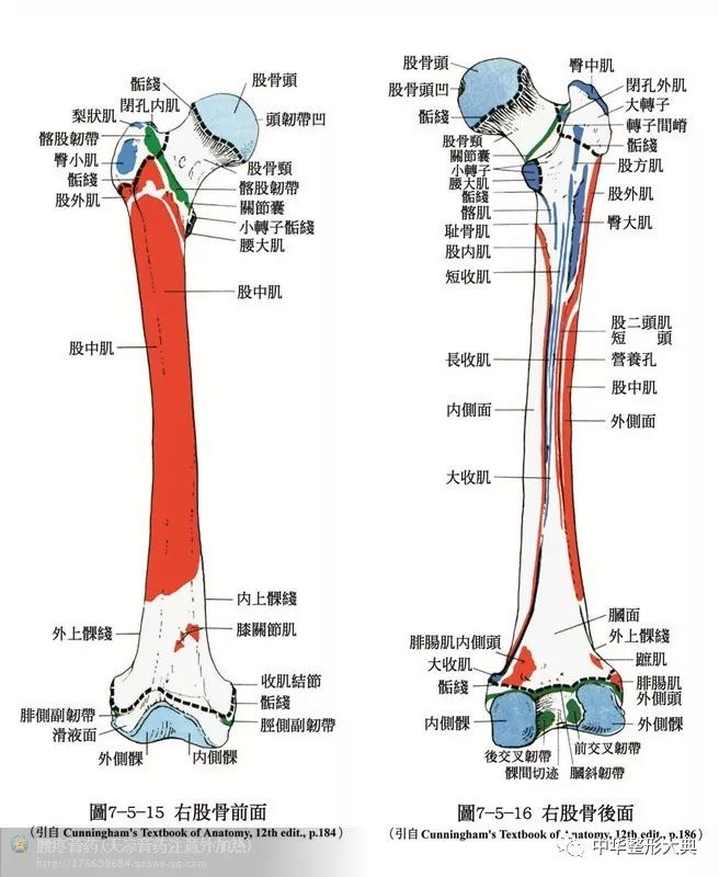 人体解剖之骨骼,肌肉套图  