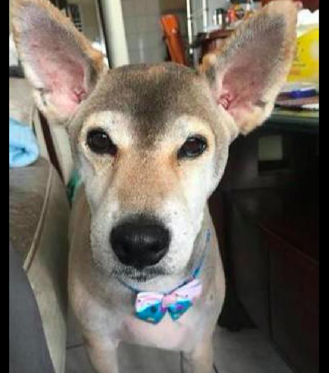 柴犬被剪毛了之后好像换了个品种似的连主人都差点没认出来