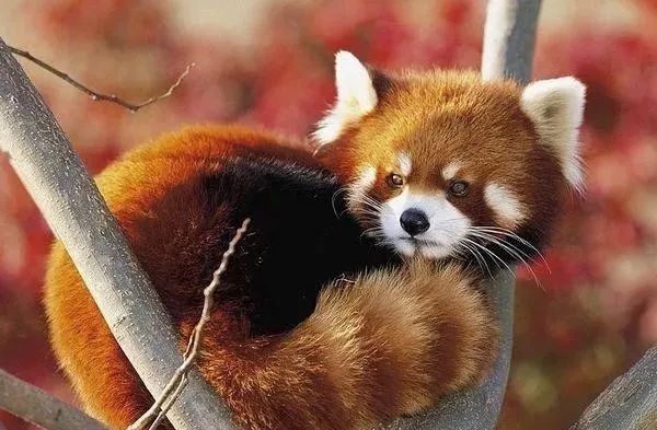 红熊猫或小熊猫， Firefox坐分支库存图片. 图片包括有喜马拉雅山
