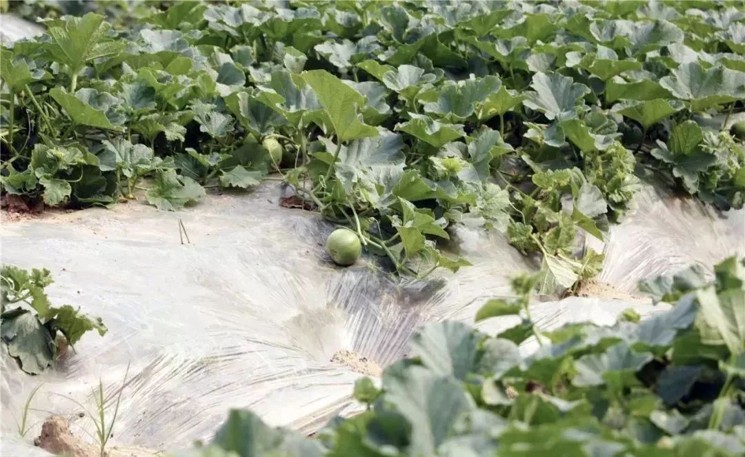 好一片瓜果飘香的乡村田园美景!