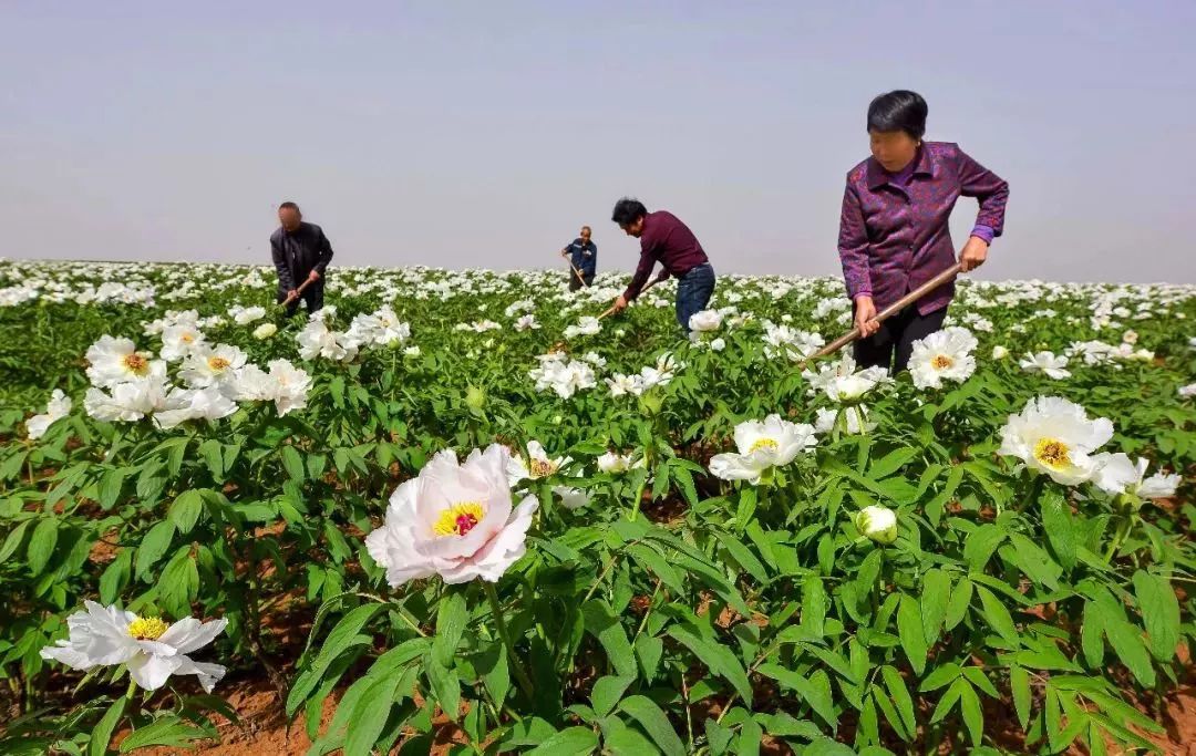致第一次种植油用牡丹的你